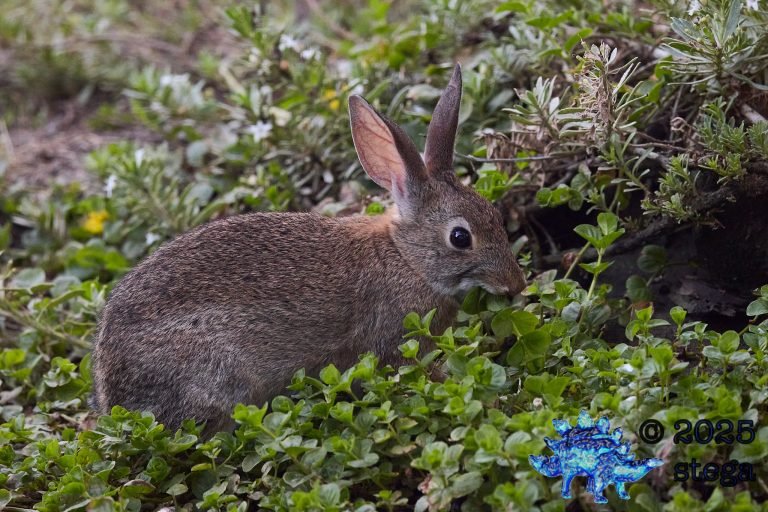 Hare