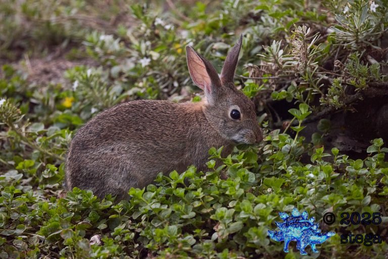 Hare