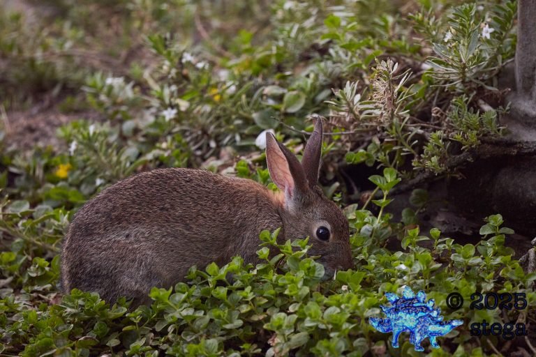 Hare