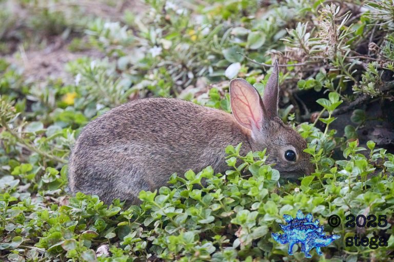 Hare