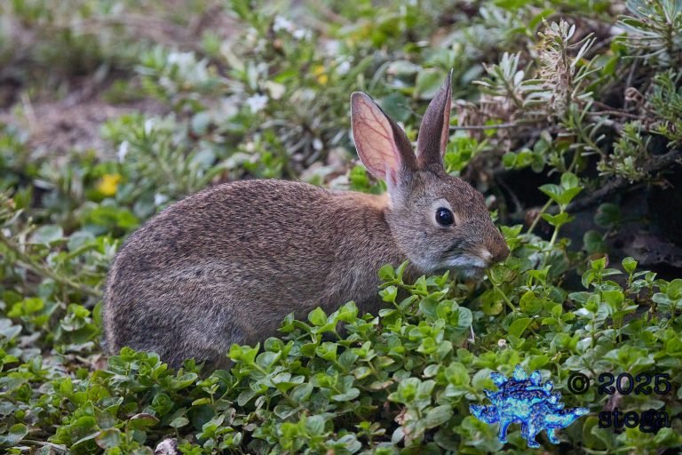 Hare