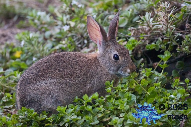 Hare
