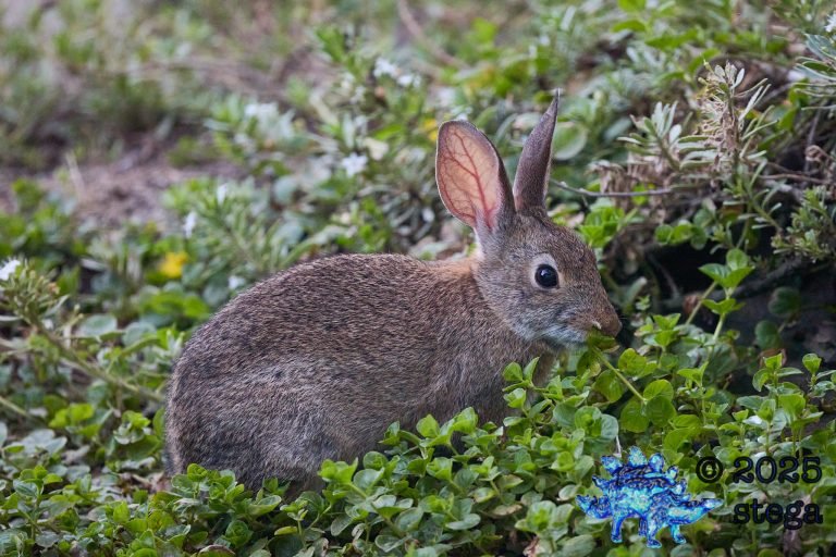 Hare