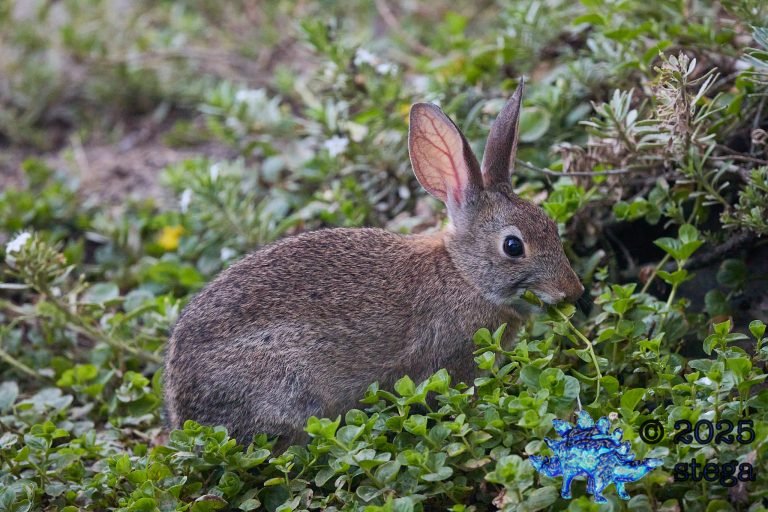 Hare