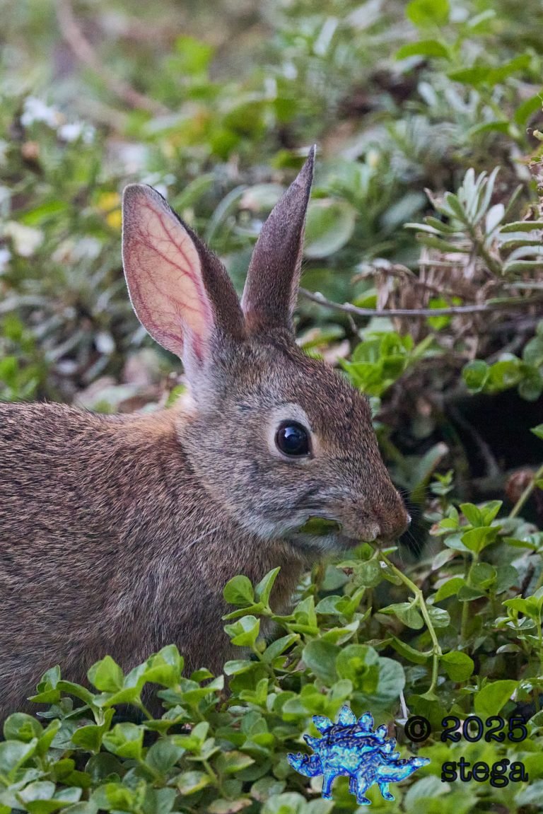 Hare
