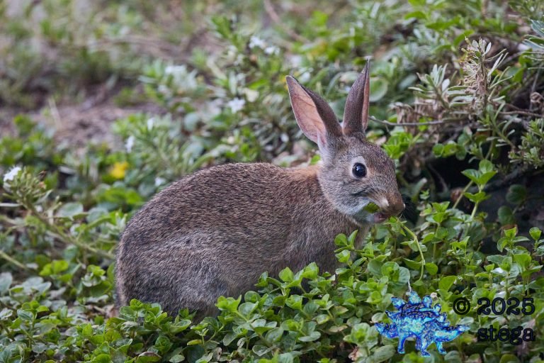 Hare