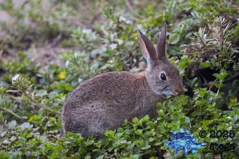 Hare