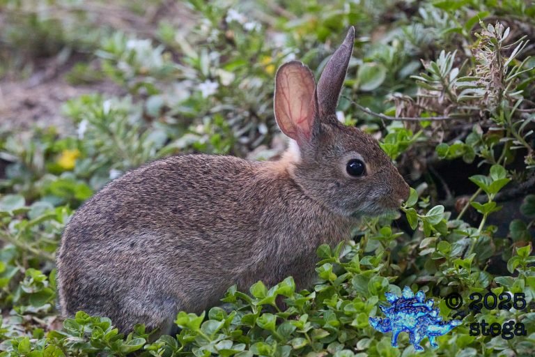 Hare