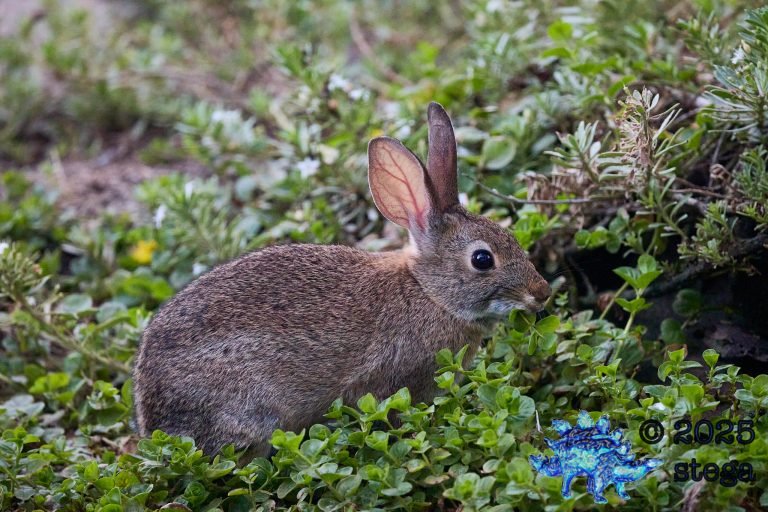 Hare