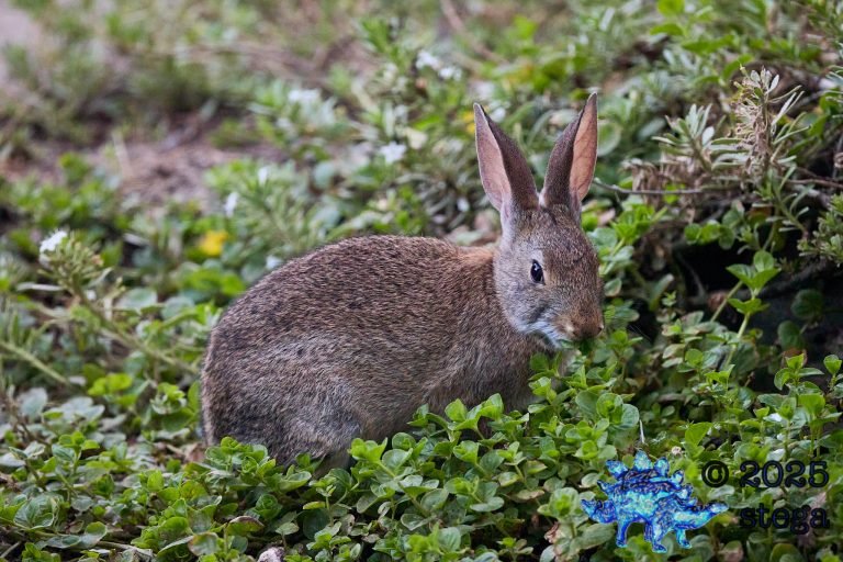 Hare