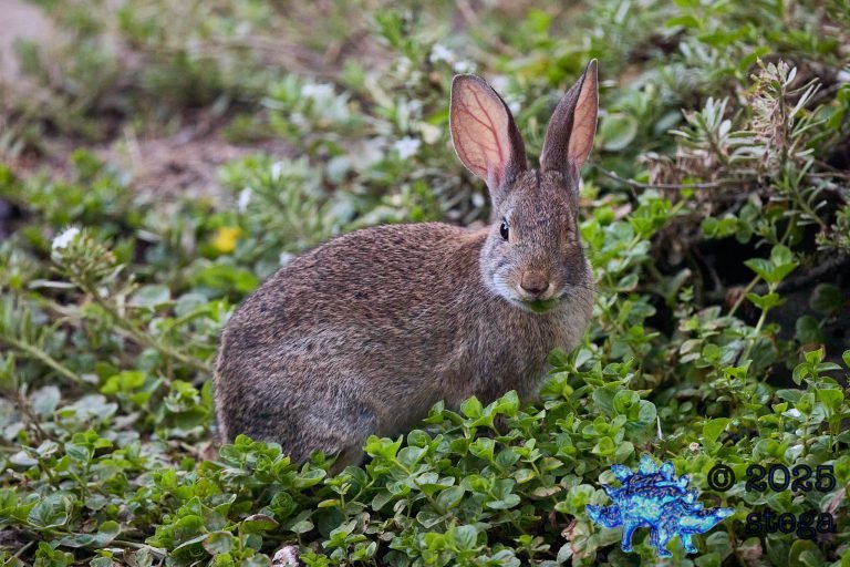 Hare