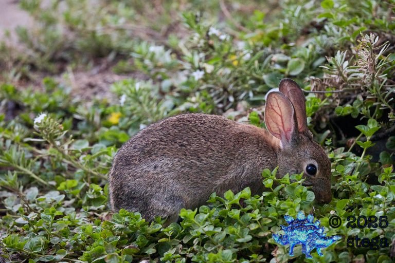Hare