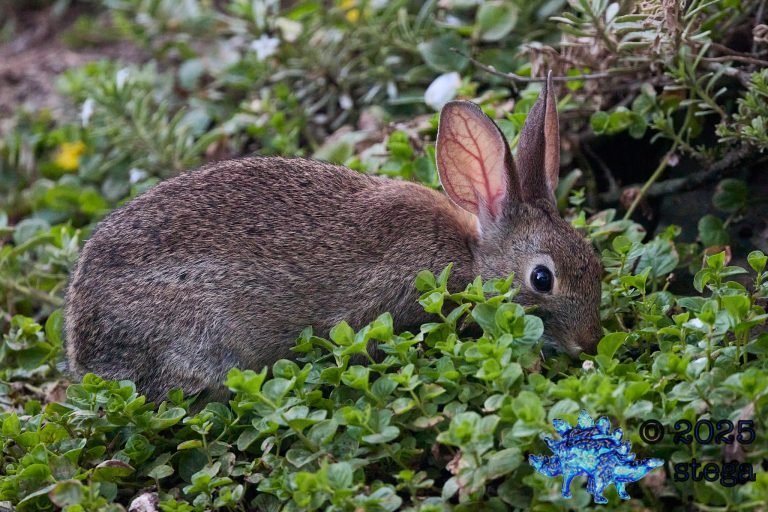 Hare