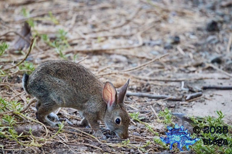 Hare
