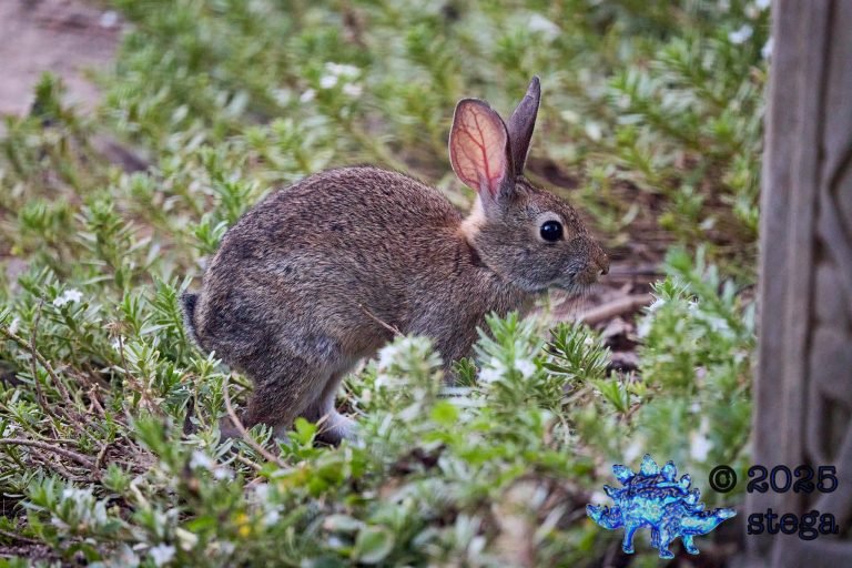 Hare