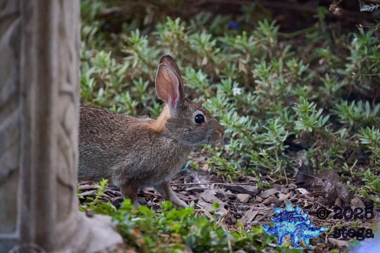 Hare