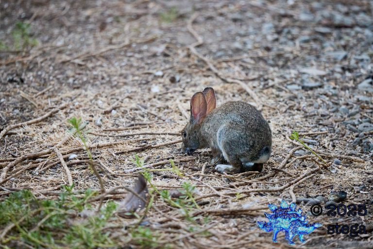 Hare