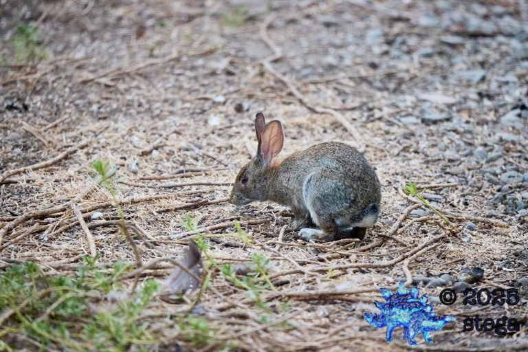 Hare
