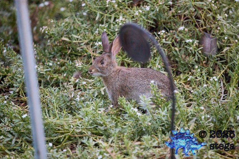 Hare