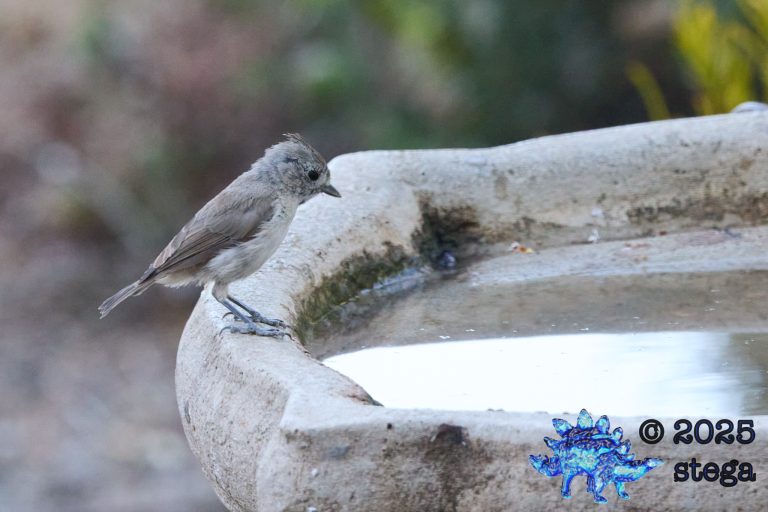 Oak Titmouse
