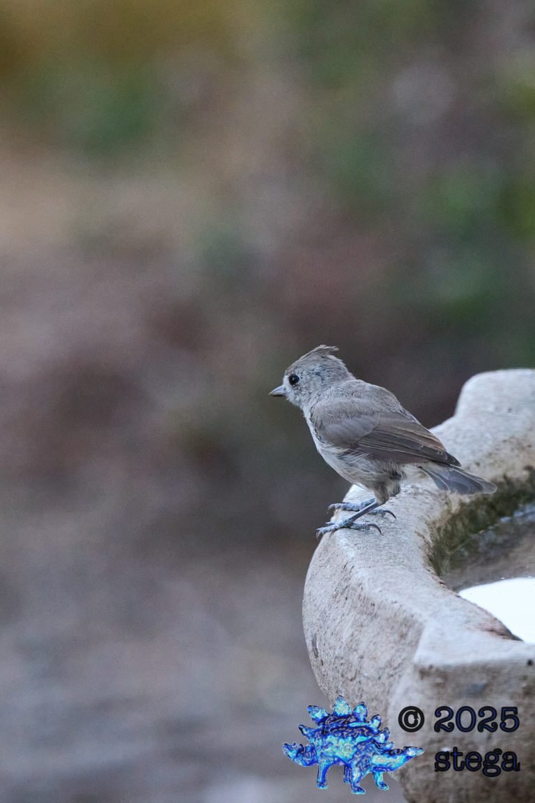 Oak Titmouse