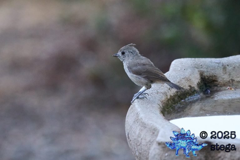Oak Titmouse