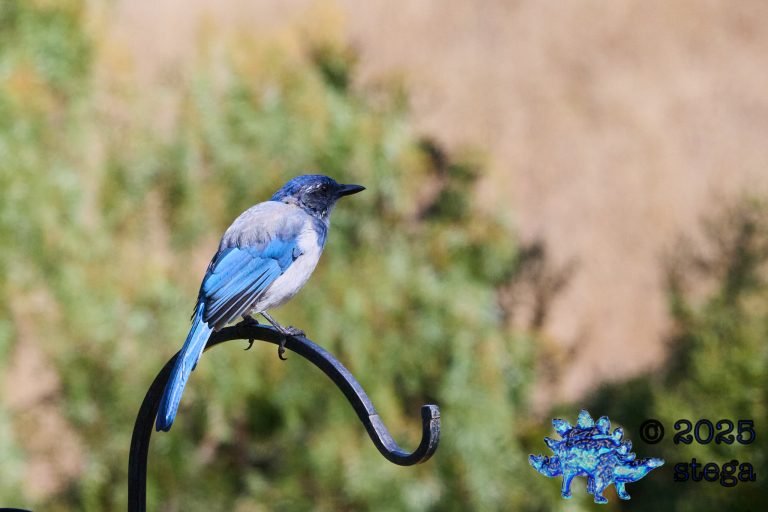 California Scrub Jay