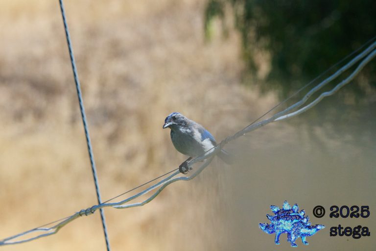 California Scrub Jay