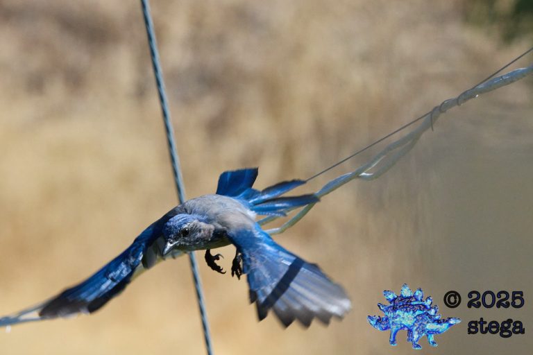 California Scrub Jay