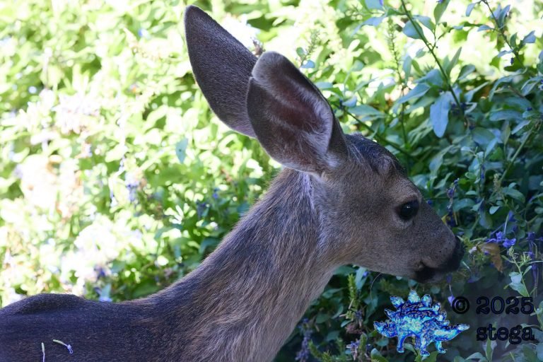 Mule Deer