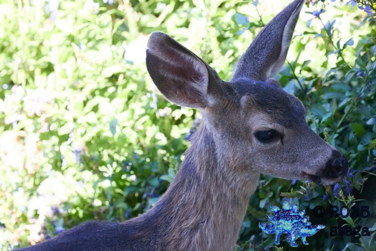 Mule Deer