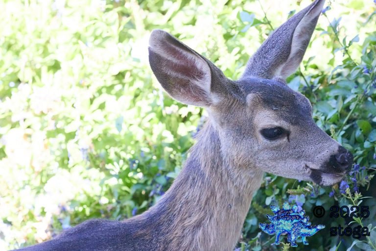 Mule Deer