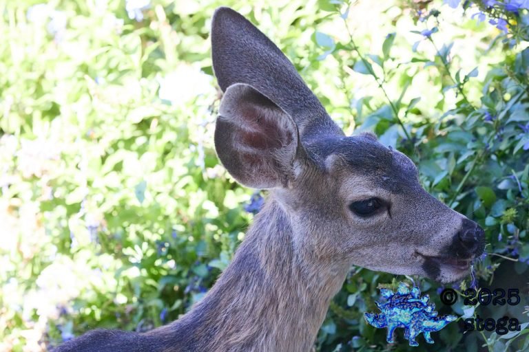 Mule Deer