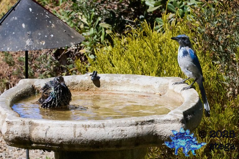 California Scrub Jay, European Starling