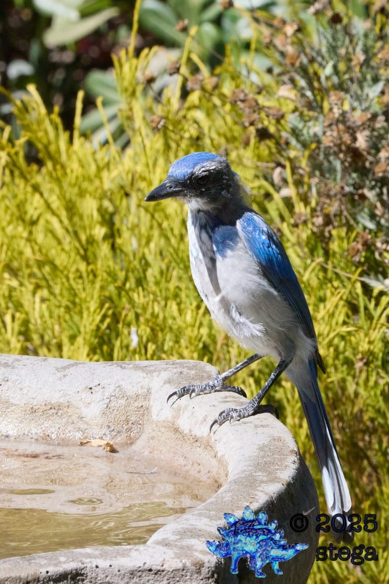California Scrub Jay