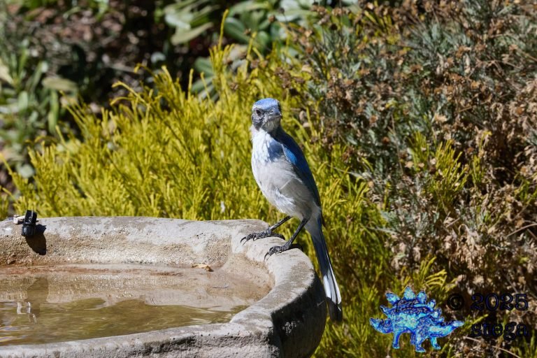 California Scrub Jay