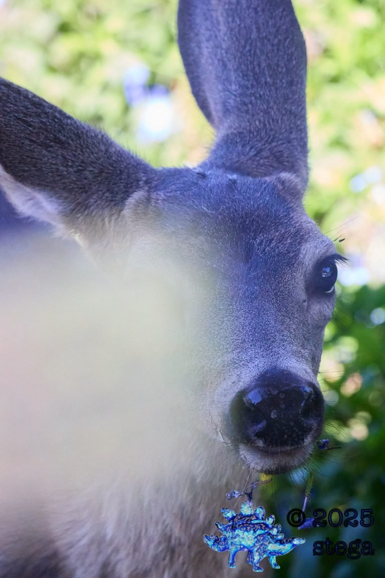 Mule Deer
