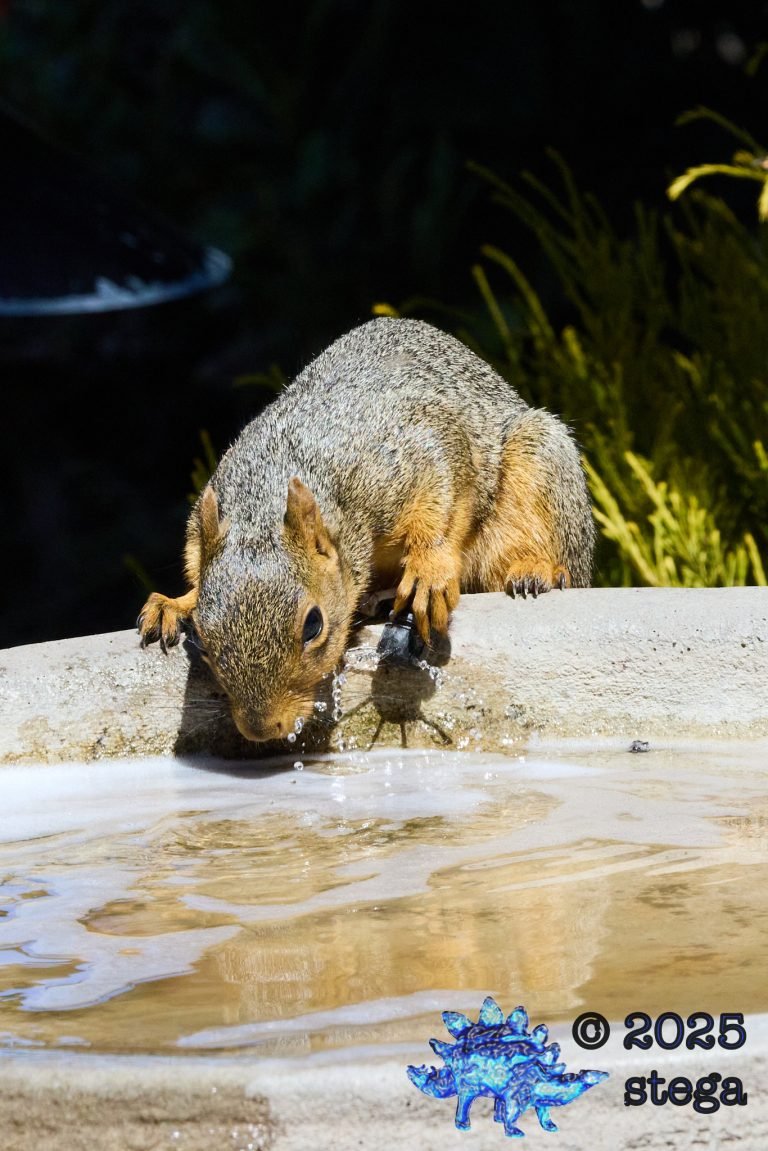 Fox Squirrel
