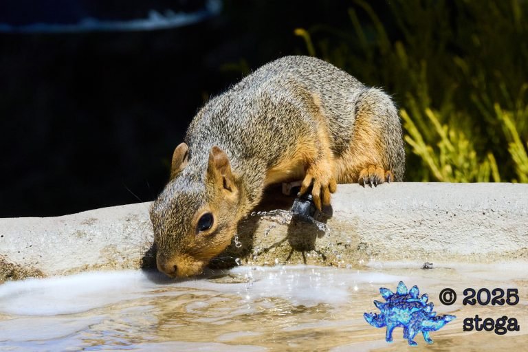 Fox Squirrel