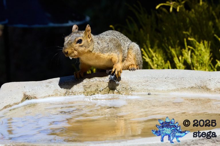 Fox Squirrel