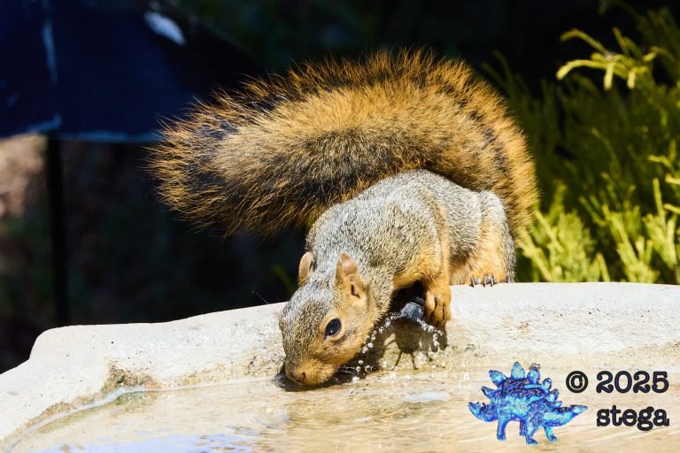 Fox Squirrel