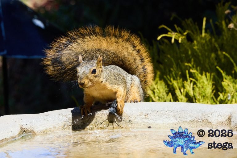 Fox Squirrel