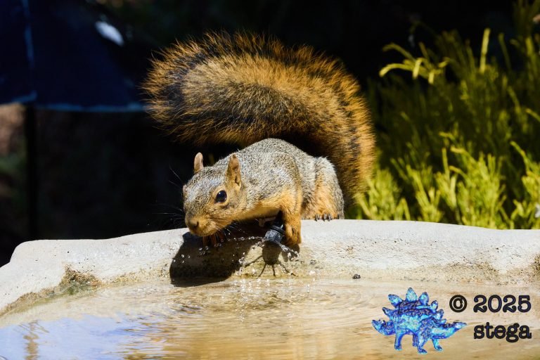 Fox Squirrel