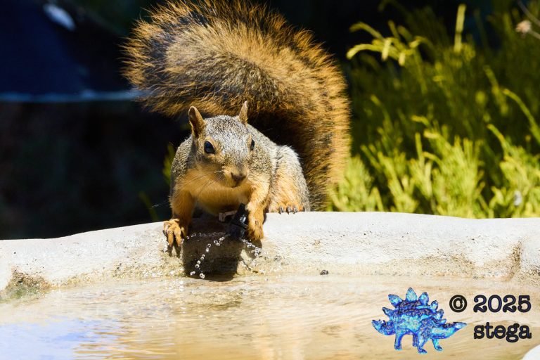 Fox Squirrel