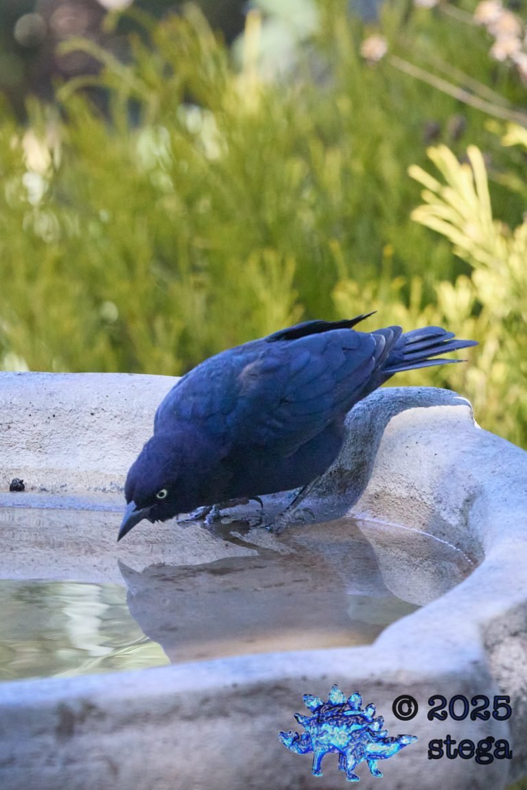 Brewer’s Blackbird