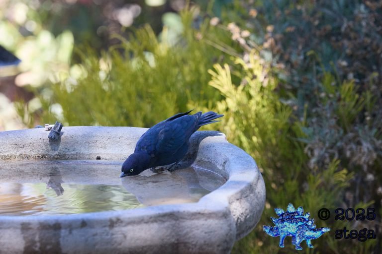 Brewer’s Blackbird