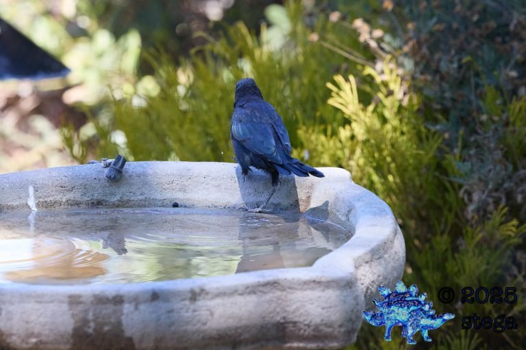 Brewer’s Blackbird
