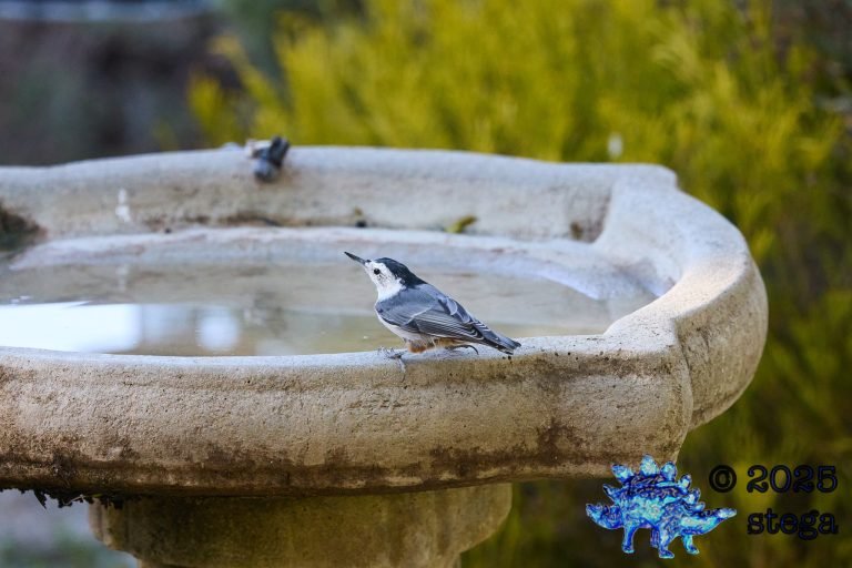 White Breasted Nuthatch