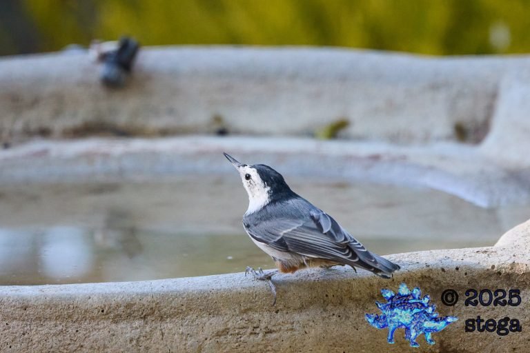 White Breasted Nuthatch