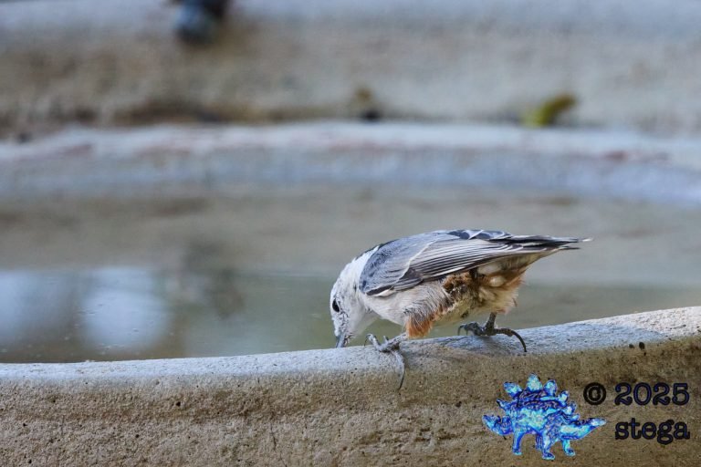 White Breasted Nuthatch